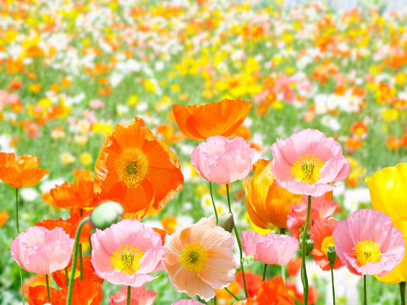 ポピーの花言葉はプレゼント向き？色別の花言葉や育て方を解説