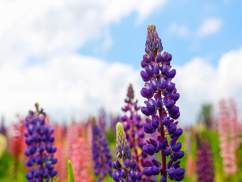 ルピナスの花言葉は？ルピナスはどんな花？色別の花言葉や育て方