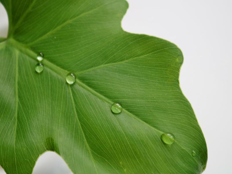 セロームの風水効果！方角や置き場所・効果を上げるポイント