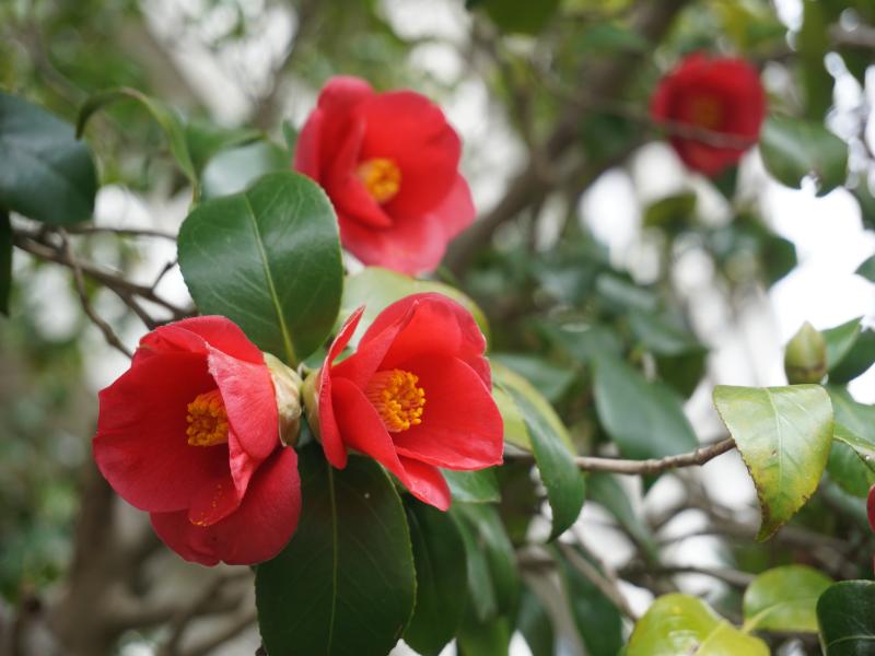 ツバキの色別の花言葉