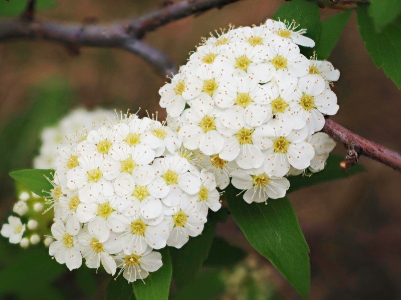 コデマリの花言葉は怖い？花言葉やおすすめのギフトシーン