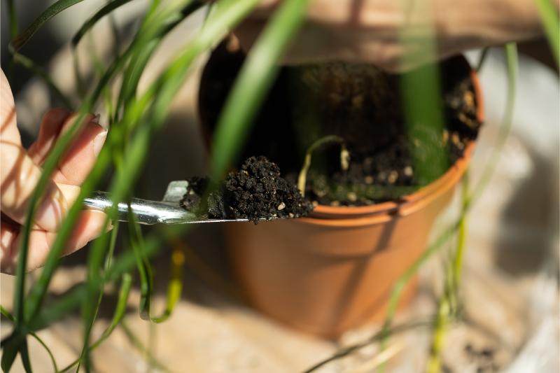 トックリラン（ポニーテール）の植え替え方法