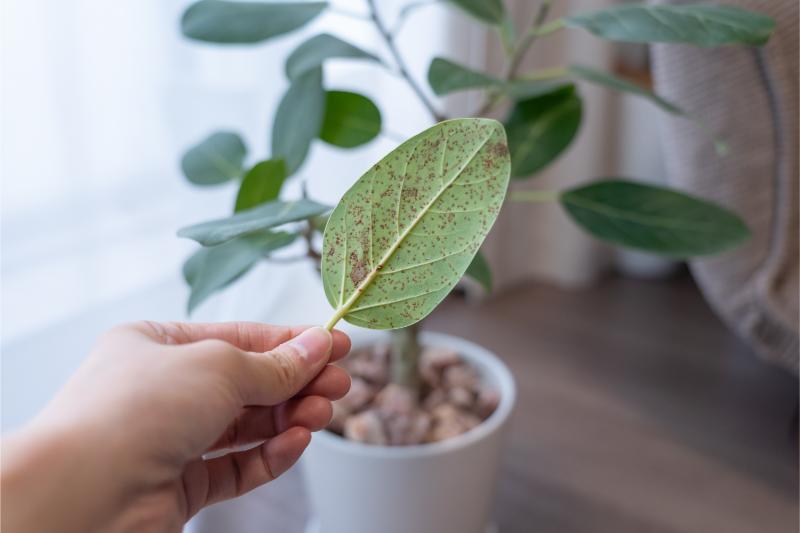 枯れた観葉植物_アイキャッチ