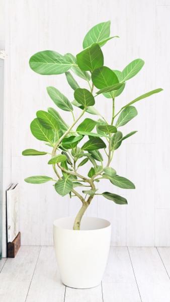 リビングの風水効果を高める観葉植物9選！運気を引き寄せる活用術を