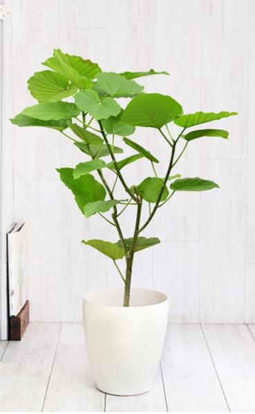 リビングの風水効果を高める観葉植物9選！運気を引き寄せる活用術を ...