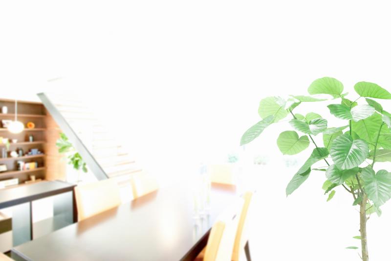 新築祝い 観葉植物 イメージ