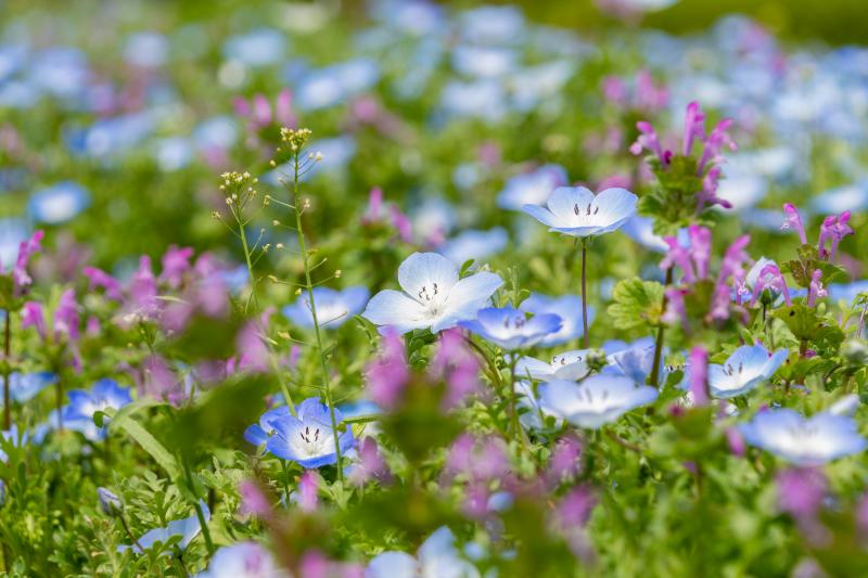 ネモフィラ 花言葉