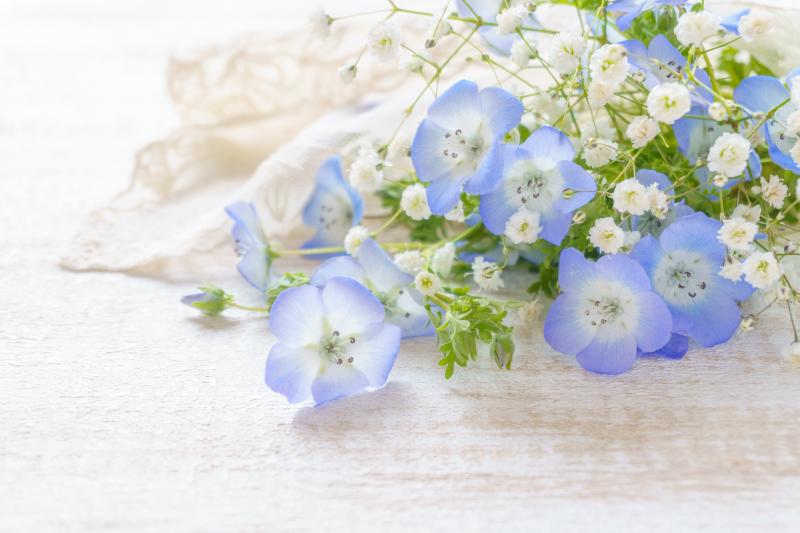 ネモフィラ おすすめの花ギフト