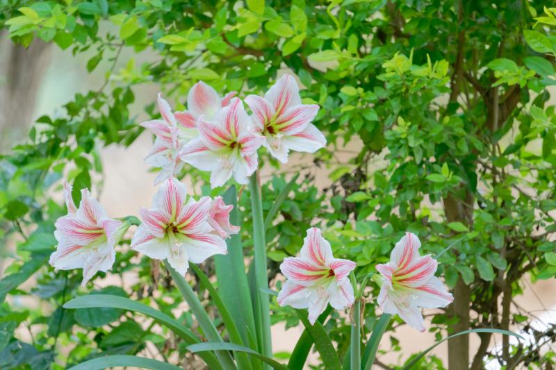 5月 花 花言葉