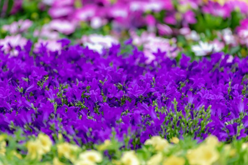 6月 花 おすすめ