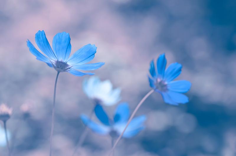 花 青 イメージ