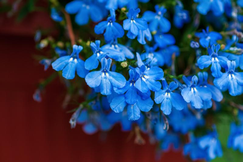 花 青 おすすめ