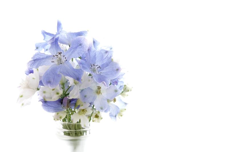 青 花 飾るコツ