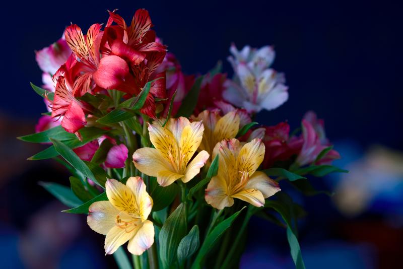 母の日 花 おすすめ