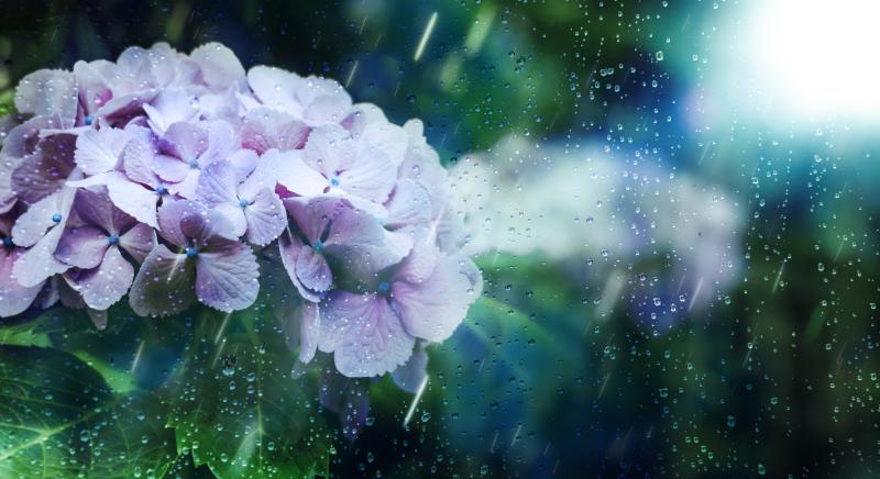 梅雨 花 イメージ