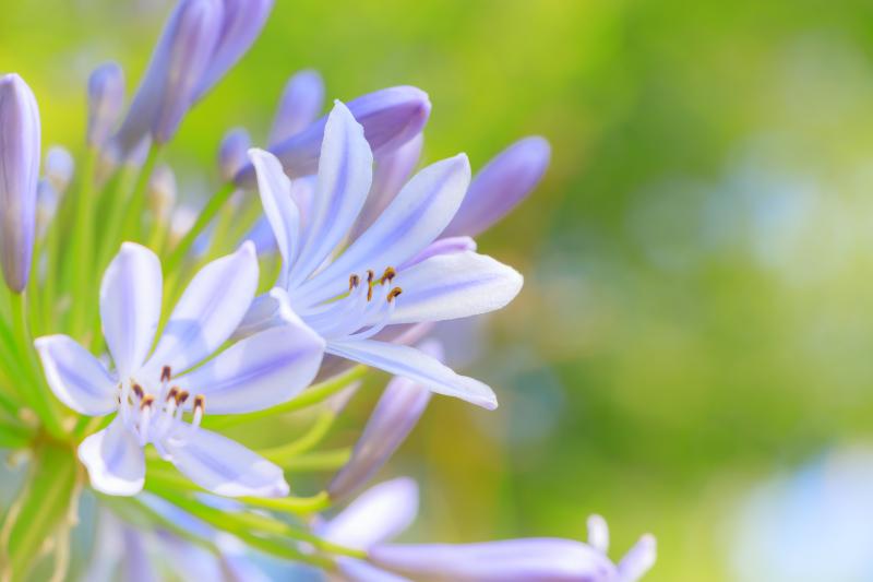 梅雨 咲く花