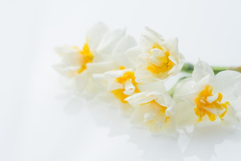 スイセン 花 イメージ