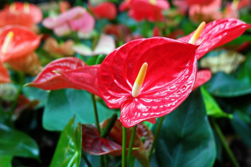 アンスリウムの花言葉