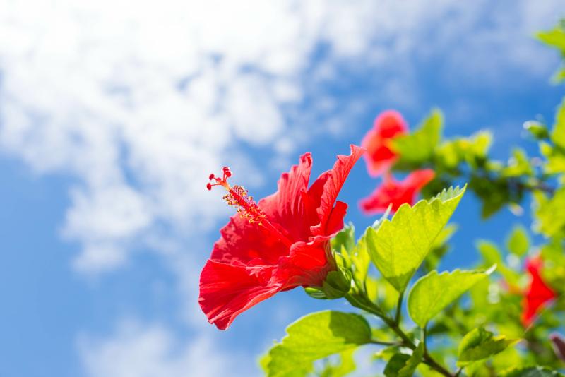 夏らしい花 おすすめ