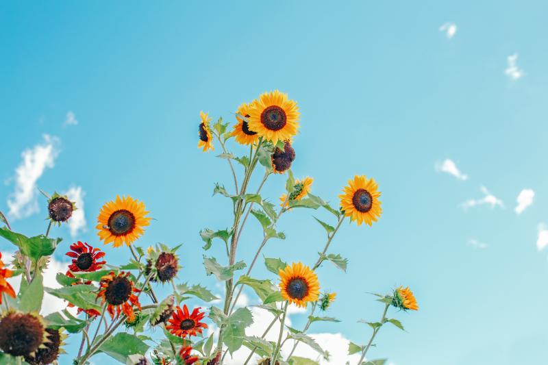 8月 咲く花 イメージ
