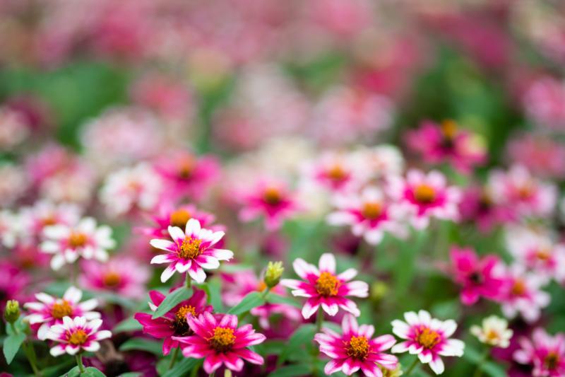 8月 咲く花 代表的