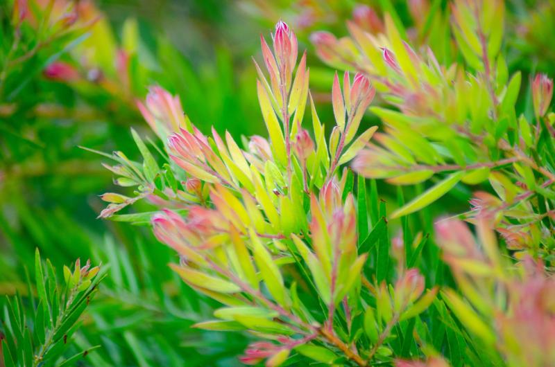 サマーギフト 花 人気