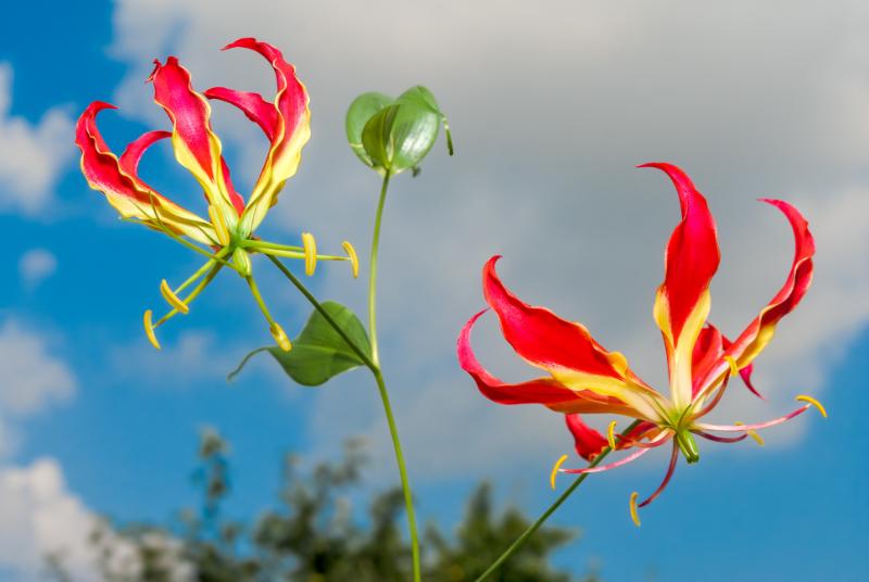 8月 花 イメージ
