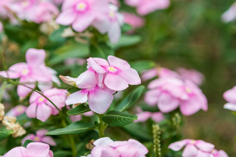 8月 花 花言葉