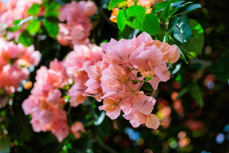 夏に咲く代表的なピンクの花