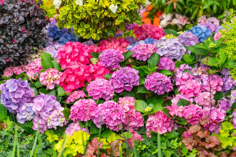 夏に咲くピンクの花