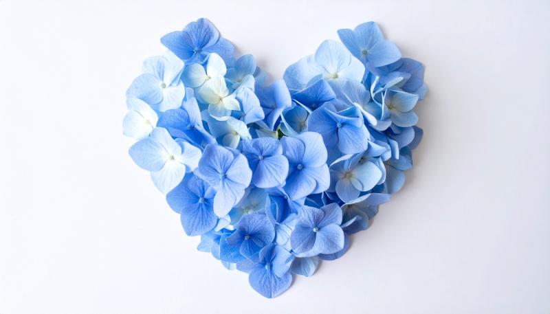 紫陽花の種類