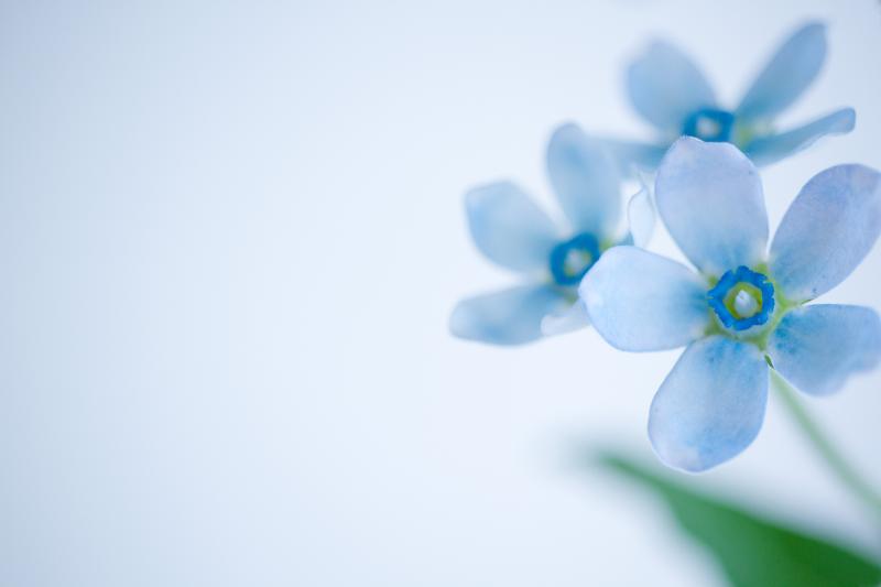 七夕にぴったりな花言葉を持つ花たち