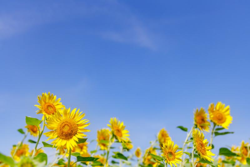 7月の誕生花とは