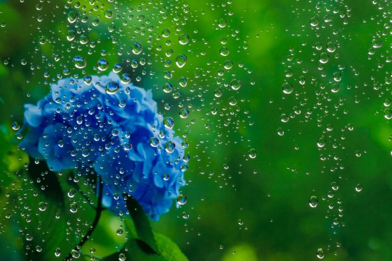 梅雨の時期の観葉植物の育て方ポイント