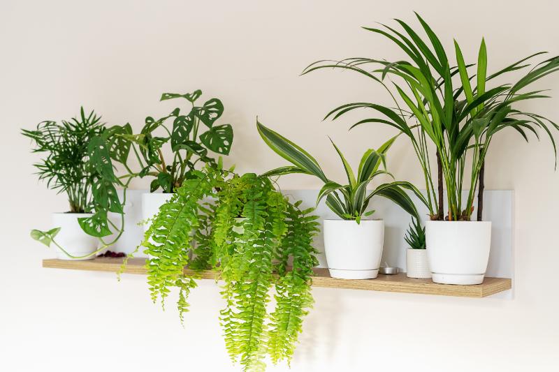 観葉植物を枯らさず守るための対策法