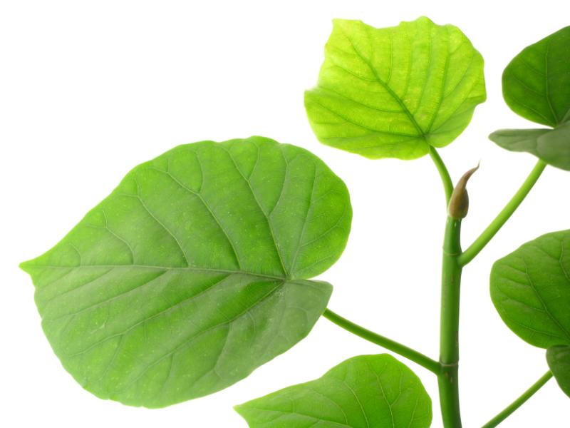 暑さに強い観葉植物 イメージ