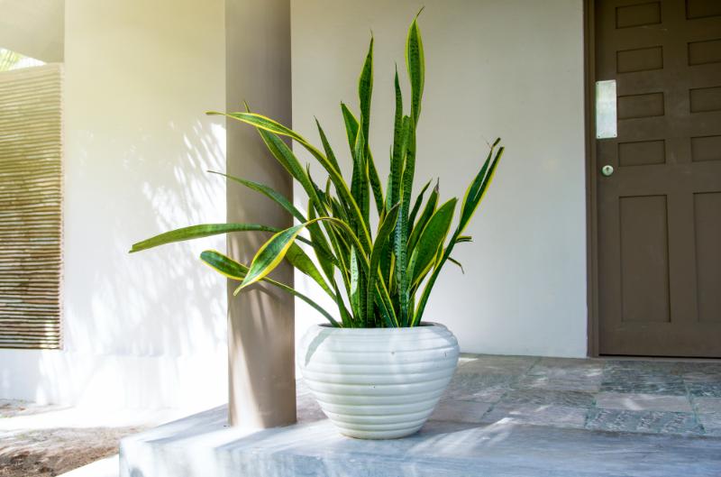 暑さに強い観葉植物 外で育てるコツ