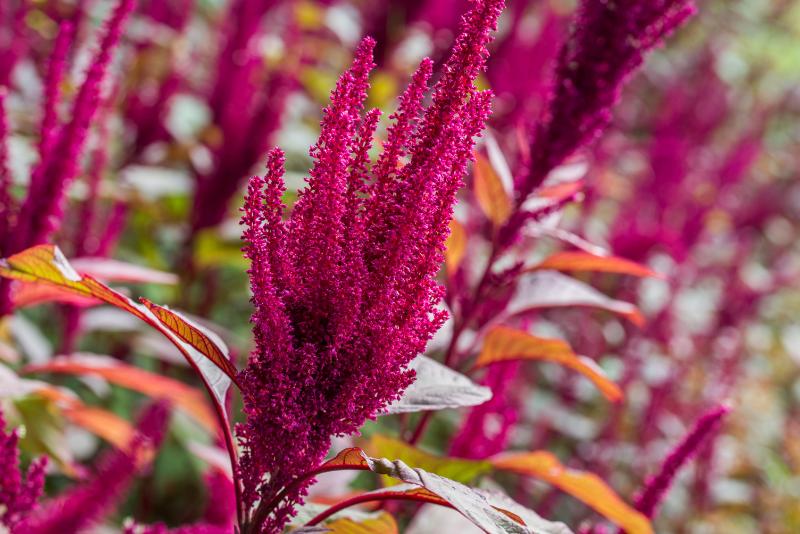 秋色の花束におすすめの花材8選