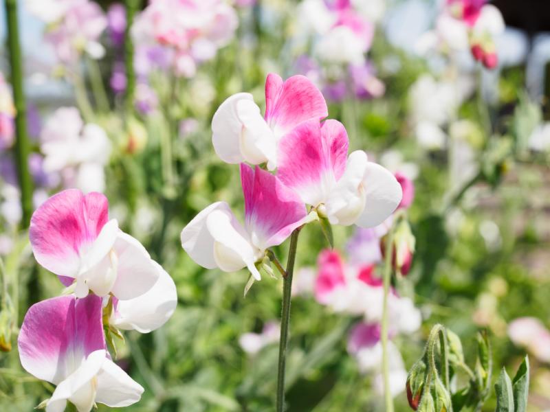 春のお彼岸に供える花の種類