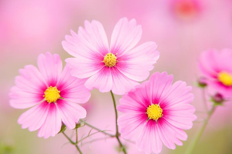 色別で異なるコスモスの花言葉