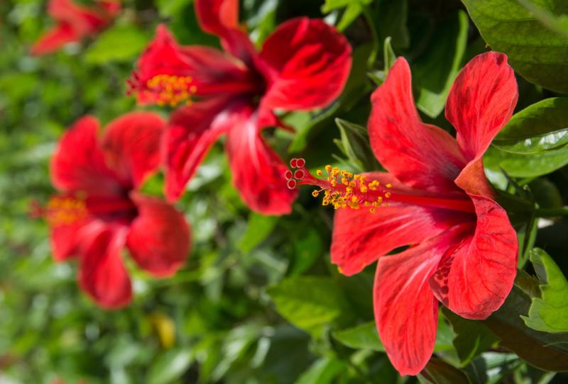 8月に贈るフラワーギフトにおすすめの花