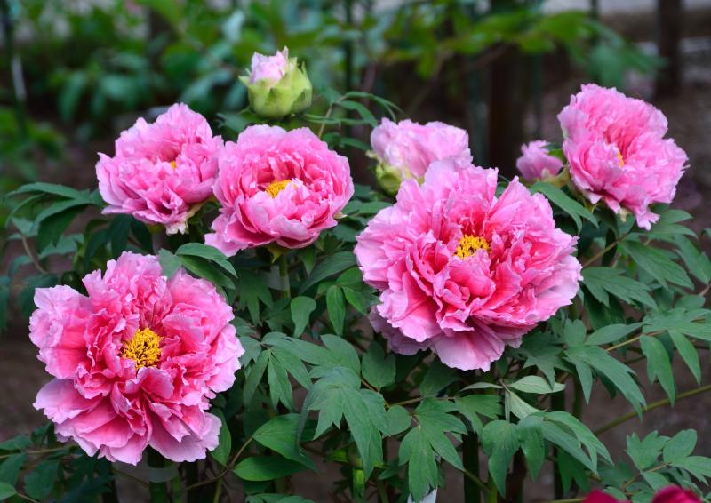 ブーケでランキングトップの花材10選