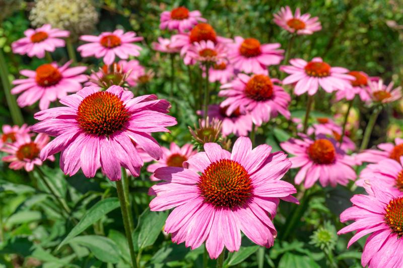 夏の花束におすすめの花材10選