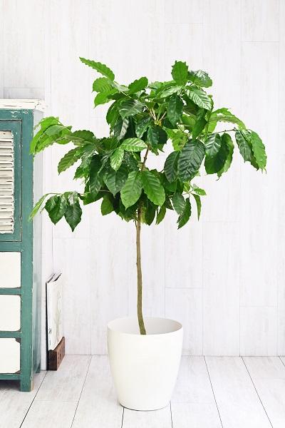 コーヒーの木8号