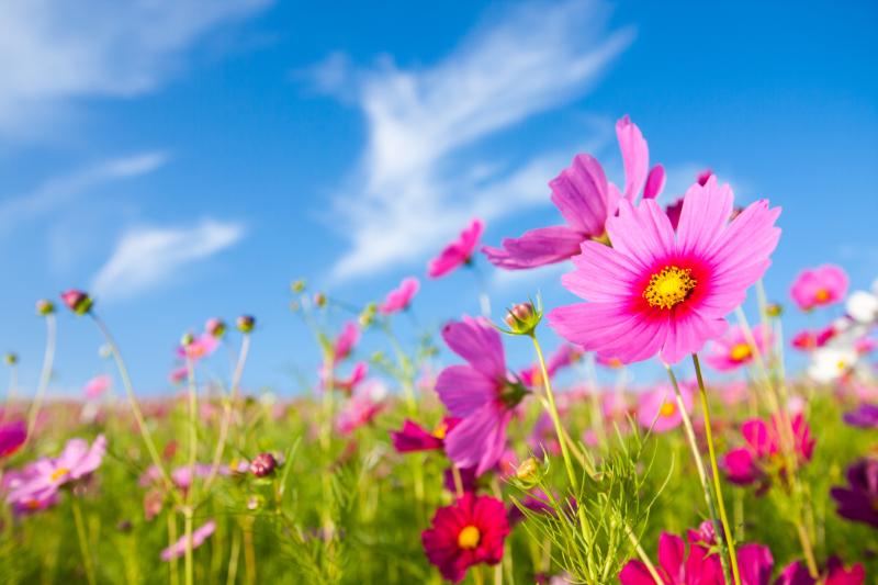 9月 旬の花 イメージ