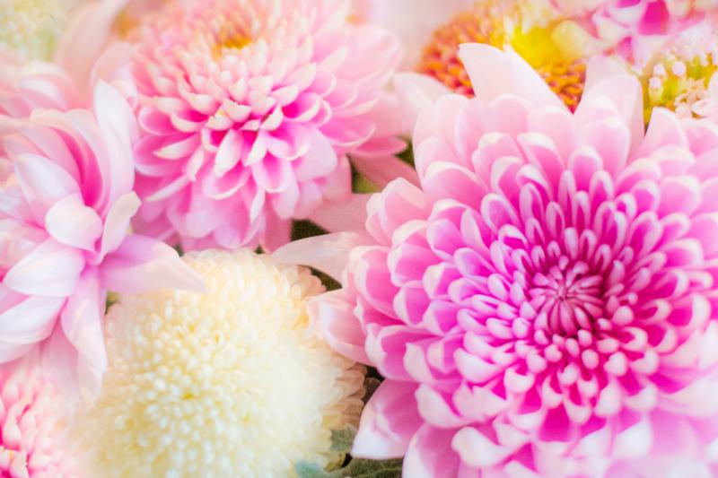 菊 種類 イメージ