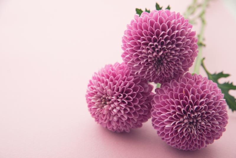 菊が活用されるシーン