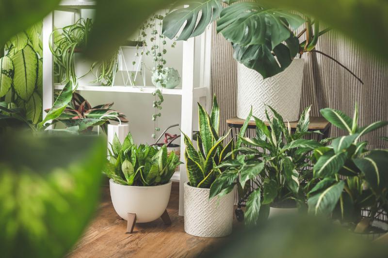 鉢植え 室内向け イメージ