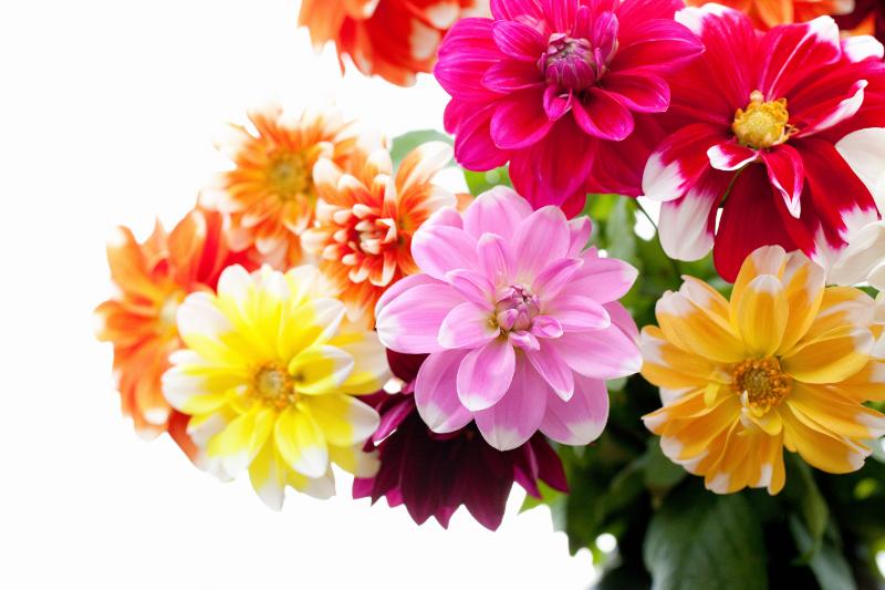 ダリア 切り花 イメージ