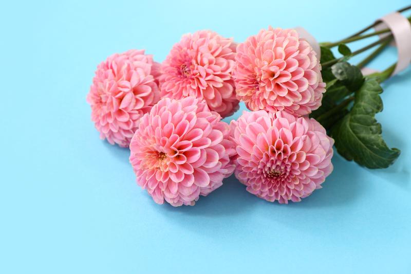 ダリアの切り花が活躍するシーン
